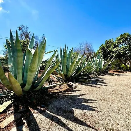 Apartmán Trullo Damanera - Con Piscina E Uliveto *