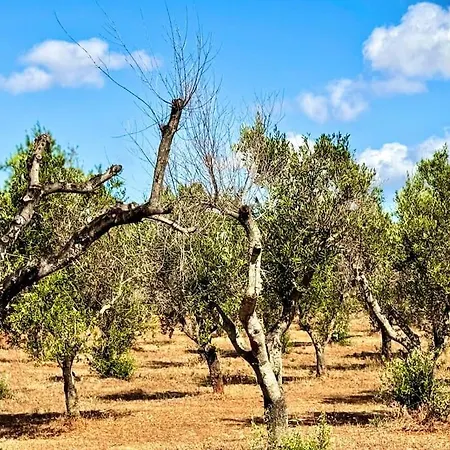 Trullo Damanera - Con Piscina E Uliveto Apartmán *