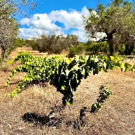 Trullo Damanera - Con Piscina E Uliveto Apartmán Ostuni